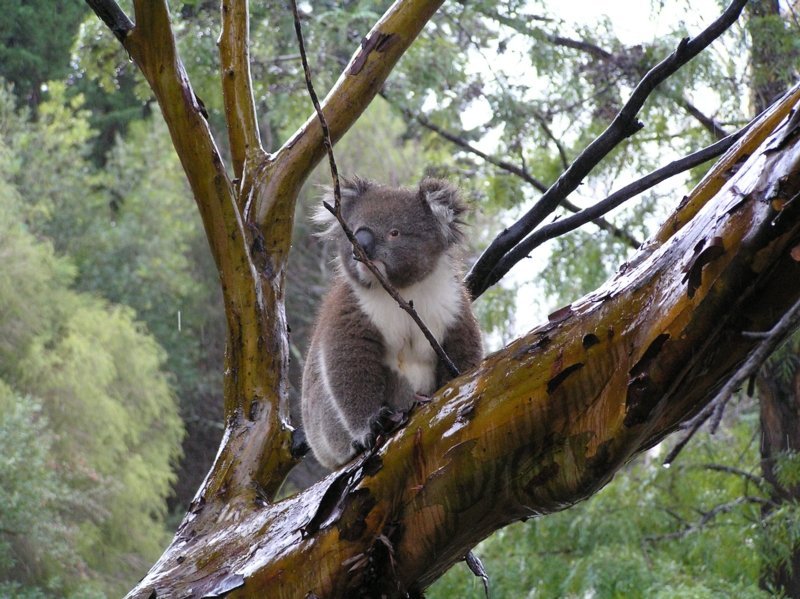 koala 2